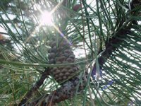 pinetreestar1a.JPG